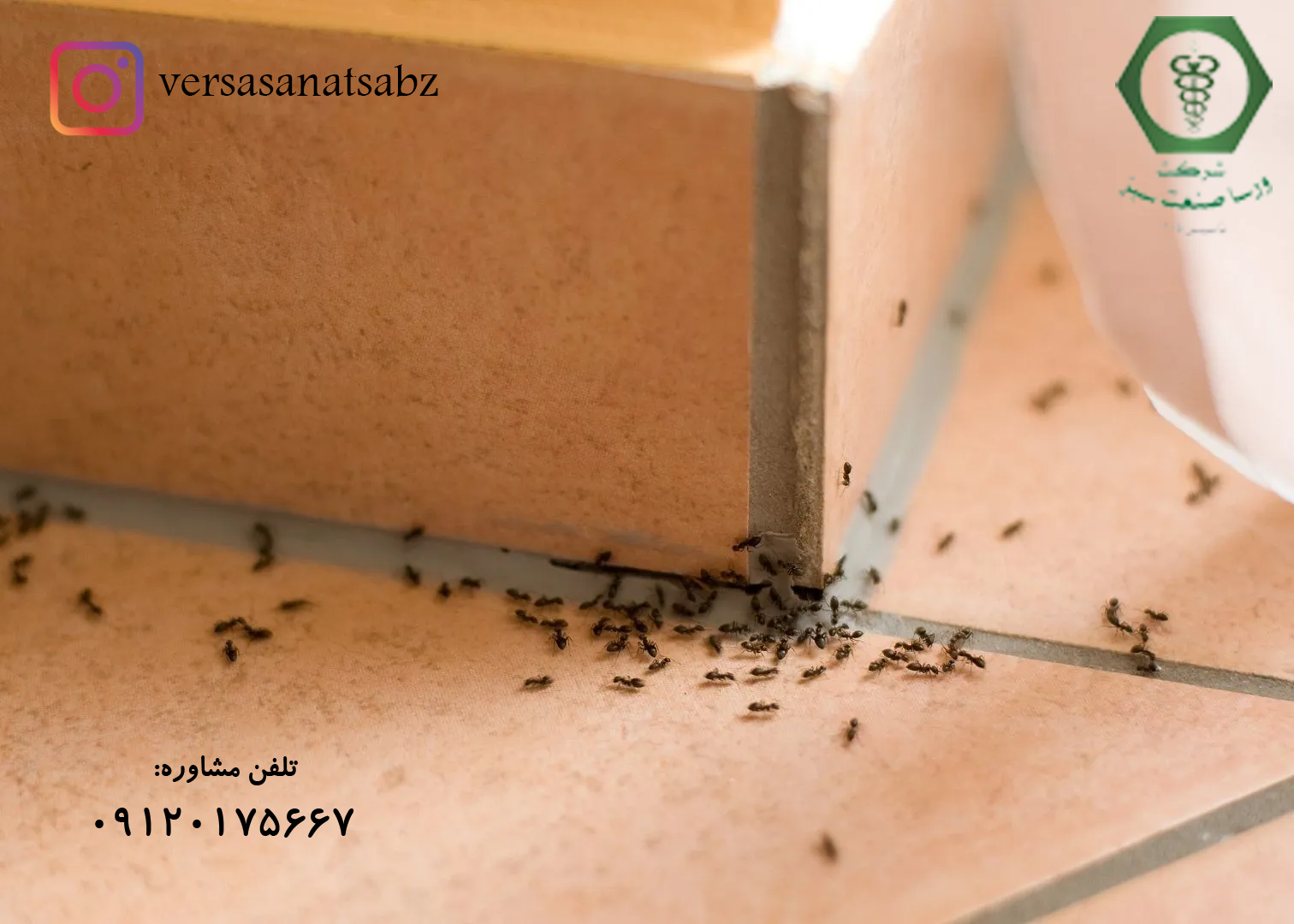 مورچه شبح در خانه